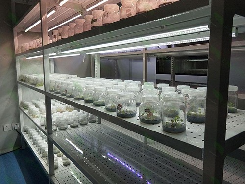 海南植物组织培养实验室设计建设方案